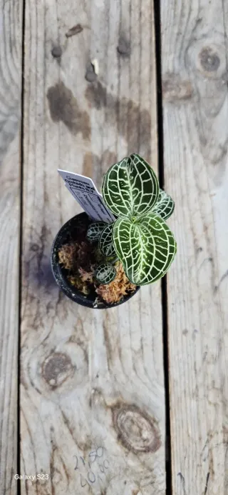 Anoectochilus formosanus x burmanicus