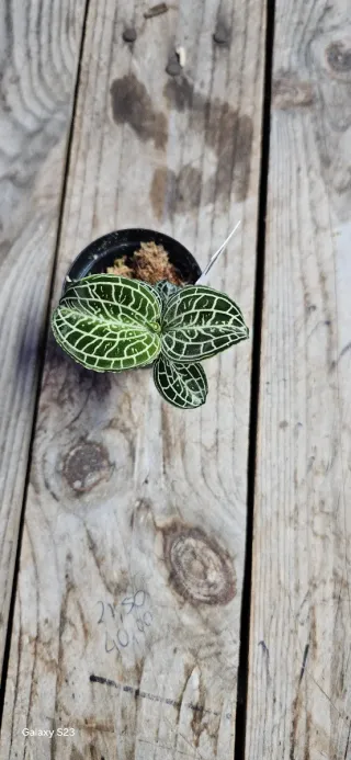 Anoectochilus formosanus x burmanicus