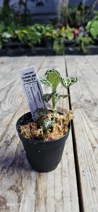 Anoectochilus formosanus x burmanicus