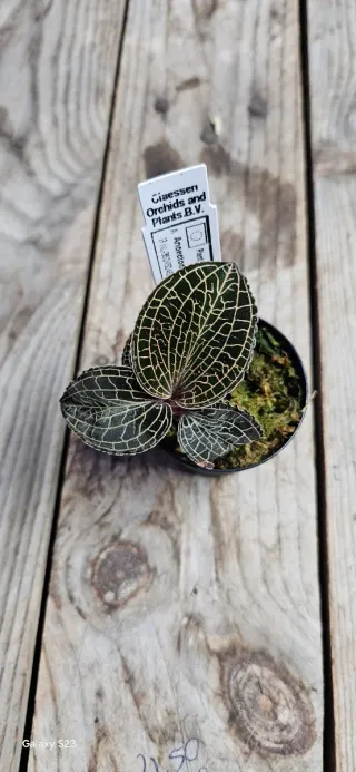 Anoectochilus formosanus x burmanicus