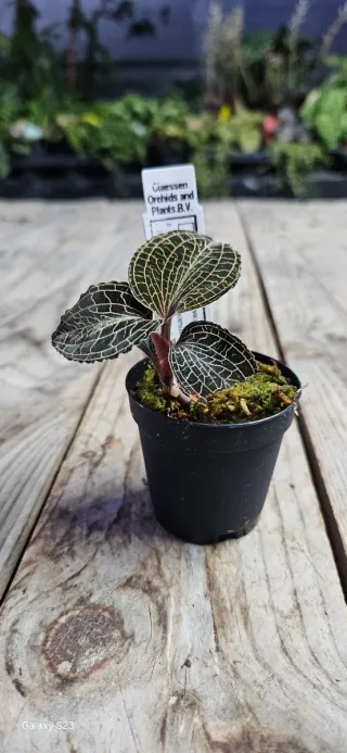 Anoectochilus formosanus x burmanicus