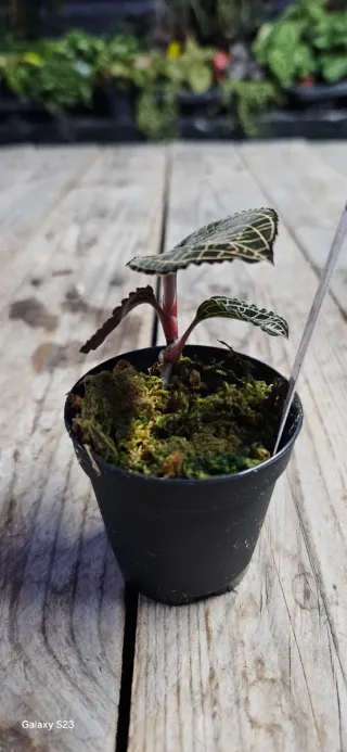 Anoectochilus formosanus x burmanicus