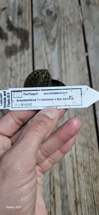 Anoectochilus formosanus x burmanicus