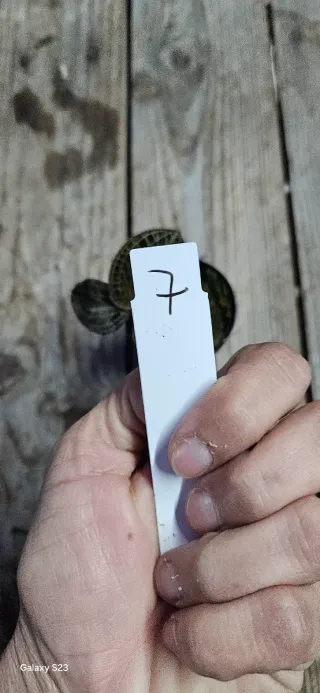 Anoectochilus formosanus x burmanicus