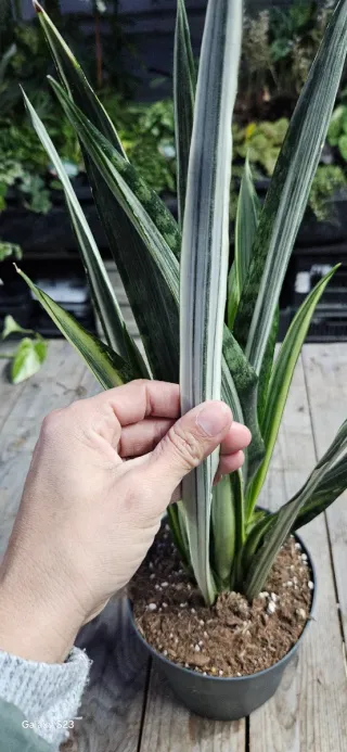 Sansevieria Bantel's sensation