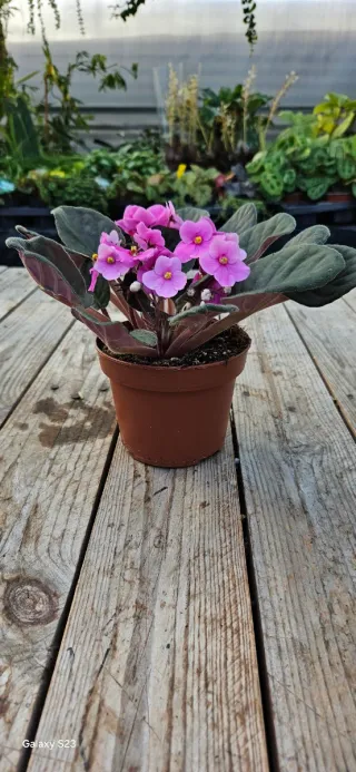 Violeta Africana Rosa