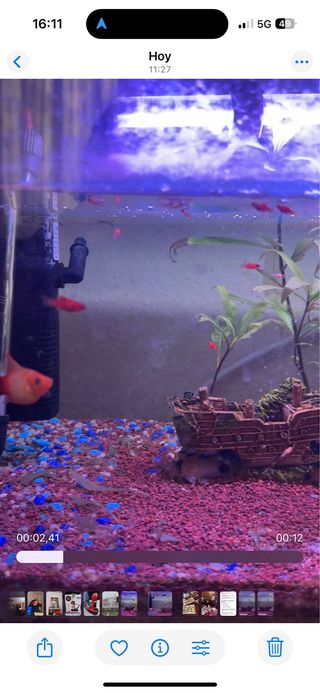 Platys de acuario agua caliente