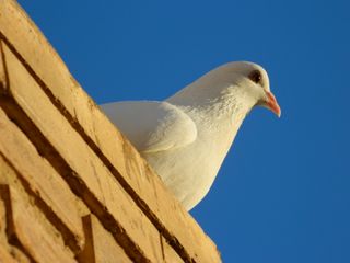 Cámara Nikon Coolpix L310 Negra