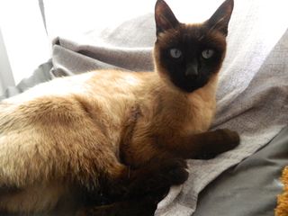 Cámara Nikon Coolpix L310 Negra