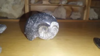 Fósil Trilobites