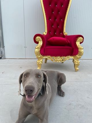 Sillón Trono Estilo Francés Dorado y Rojo