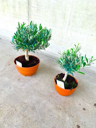 Planta interior/exterior Olivo pre bonsái