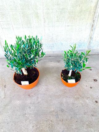Planta interior/exterior Olivo pre bonsái
