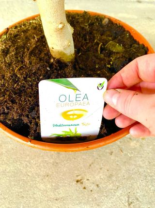 Planta interior/exterior Olivo pre bonsái