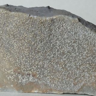 minerali ARAGONITE IN SEPTARIA Valmarecchia (A22)