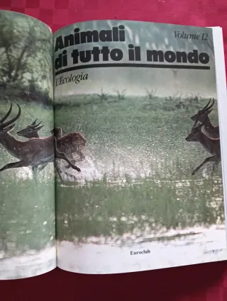 Libro Animali di tutto il mondo