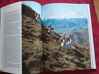 Libro Animali di tutto il mondo