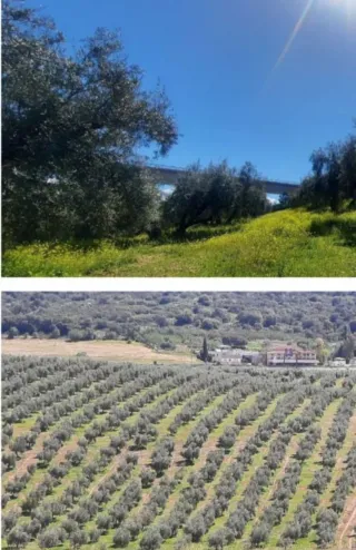 Finca 34 Hectáreas (20 con riego)