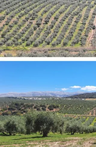 Finca 34 Hectáreas (20 con riego)