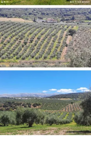 Finca 34 Hectáreas (20 con riego)