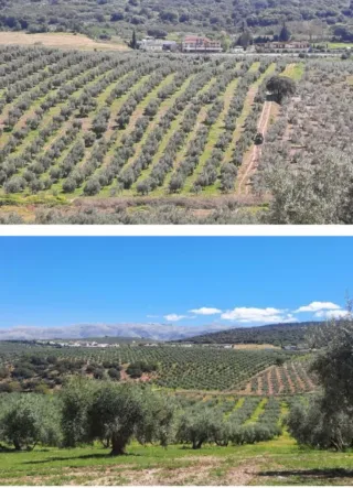 Finca 34 Hectáreas (20 con riego)