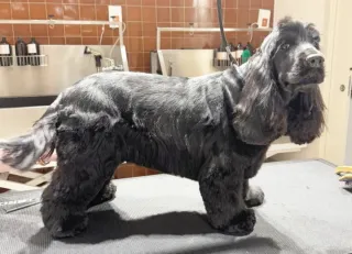 Peluquería canina. Peluquera canina.