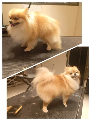 Peluquería canina. Peluquera canina.