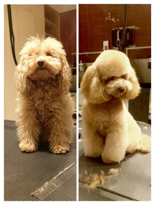 Peluquería canina. Peluquera canina.