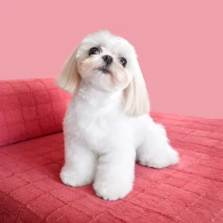 Peluquería canina. Peluquera canina.