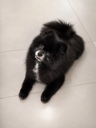 Peluquería canina. Peluquera canina.