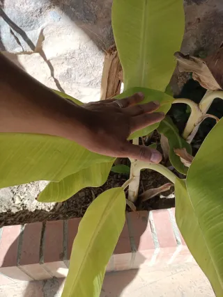 Planta de Platanero 1 planta
