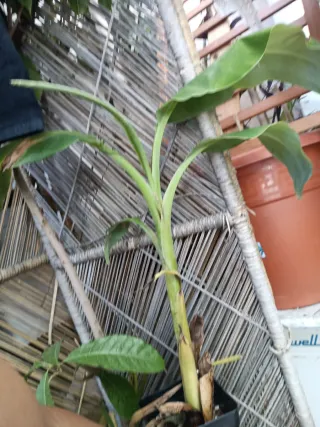 Planta de Platanero 1 planta