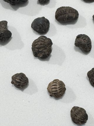 Fósiles Trilobites Crías