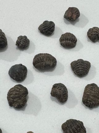 Fósiles Trilobites Crías
