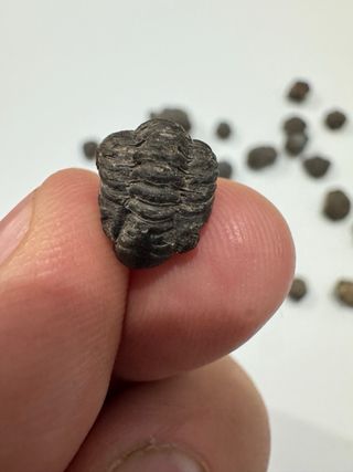 Fósiles Trilobites Crías