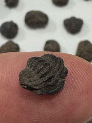 Fósiles Trilobites Crías