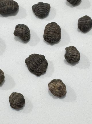 Fósiles Trilobites Crías