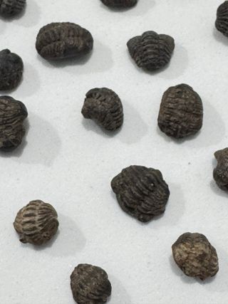 Fósiles Trilobites Crías