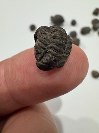 Fósiles Trilobites Crías