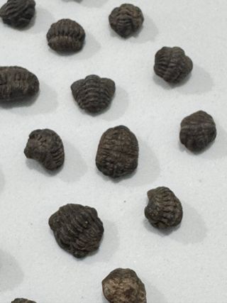 Fósiles Trilobites Crías