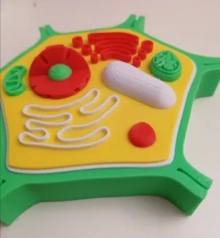 Célula Vegetal 3D Filamento PLA Educativo