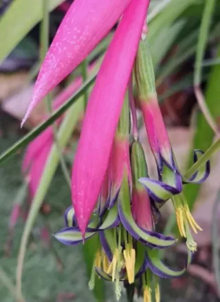 3 Bulbos de Billbergia