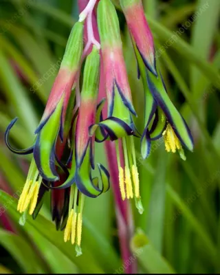 3 Bulbos de Billbergia