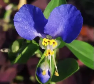 Semillas Commelina Comunis