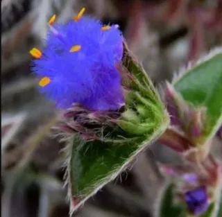 Esqueje Tradescantia Cyanotis Somaliensis