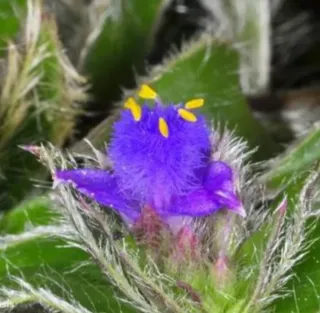 Esqueje Tradescantia Cyanotis Somaliensis