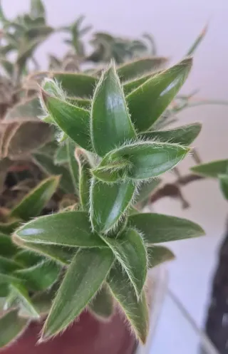 Esqueje Tradescantia Cyanotis Somaliensis