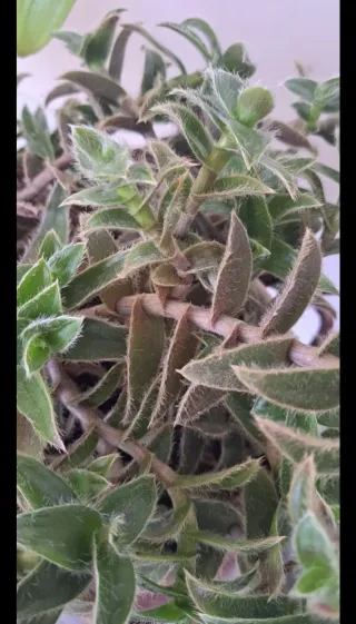 Esqueje Tradescantia Cyanotis Somaliensis