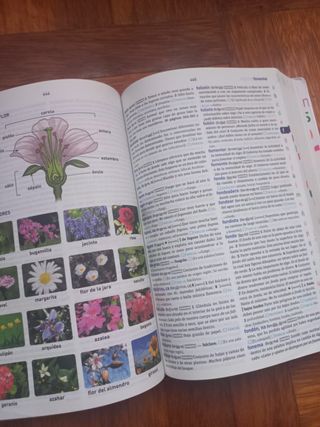 Diccionario lengua española sm