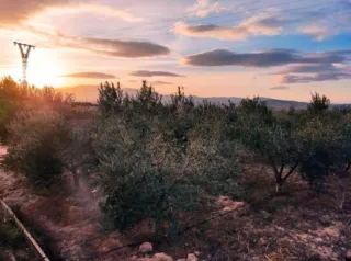 Terreno con Olivos de Regadío 643m²